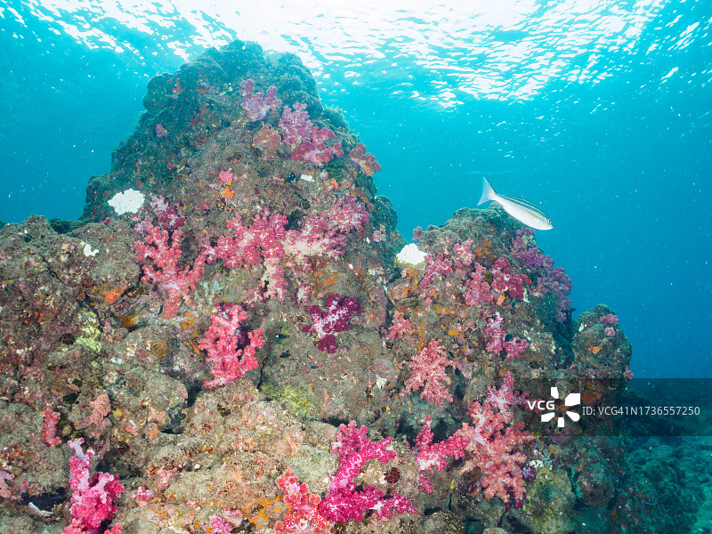 美丽的软珊瑚“Alcyonacea”群落。

日本静冈县，南伊豆，加茂郡，伊豆半岛，中城，HIRIZO海滩，
摄于2023年10月8日。
在水下摄影。图片素材