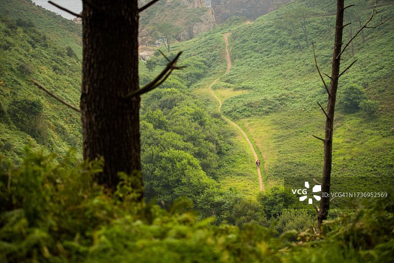 在树林中看到一条小路穿过绿色的山丘上的植被图片素材