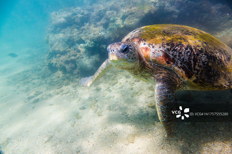 绿海龟在珊瑚礁附近的海洋中游泳。拍摄于Hikkaduwa。图片素材