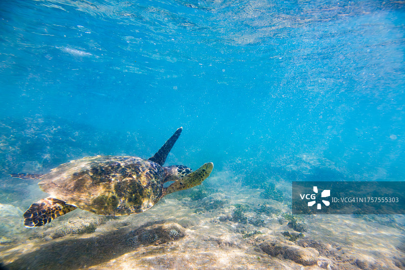 海龟在珊瑚礁附近的海洋中游泳。拍摄于Hikkaduwa。图片素材