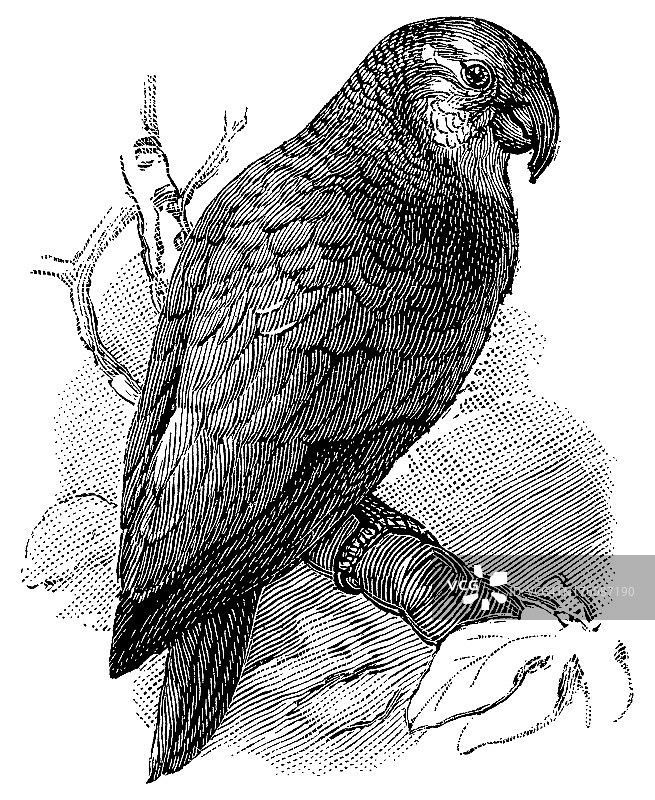 亚马逊鹦鹉|古董鸟插图图片素材