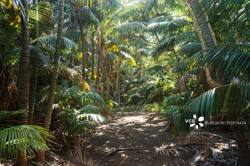 热带森林，豪勋爵岛，澳大利亚图片素材