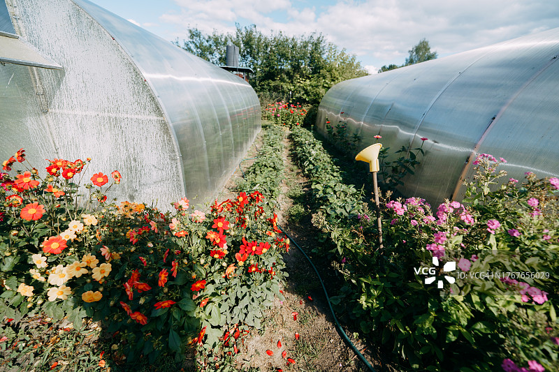菜园带温室，种植蔬菜，适宜健康食品图片素材