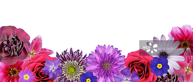 各种粉红色，紫色，红色花在底排孤立图片素材
