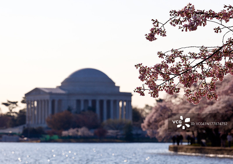 樱花和杰斐逊纪念堂图片素材