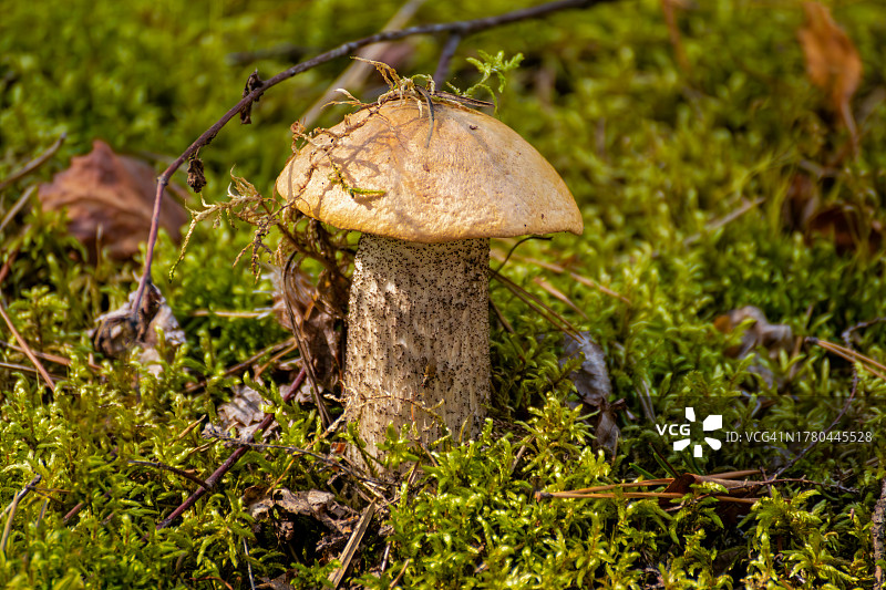 田间蘑菇生长特写图片素材