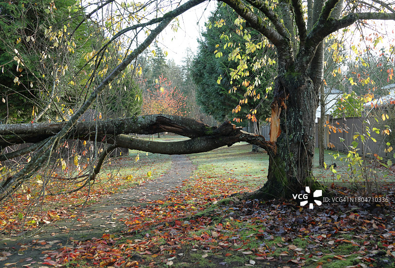 加拿大暴风雨后倒下的树枝图片素材