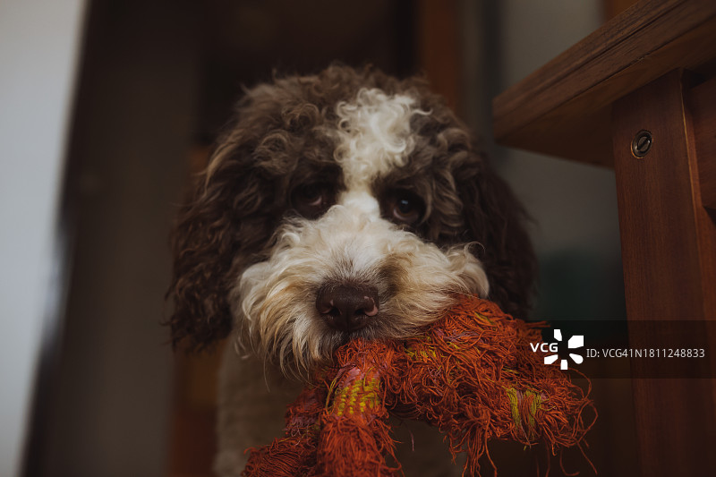 可爱的西班牙水狗优雅地站着，嘴里叼着毛茸茸的橙色玩具，吸引着人们的注意图片素材