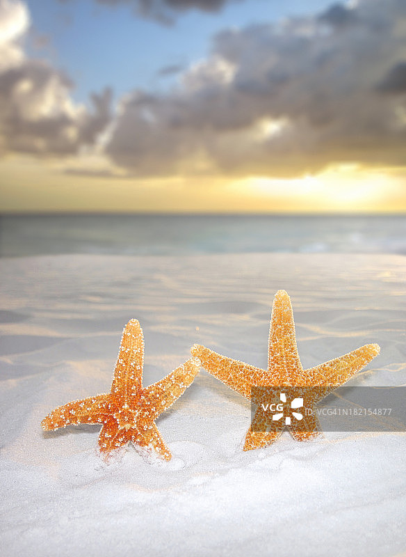 夏天海滩上的两只海星图片素材