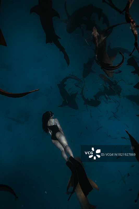 马尔代夫的海洋生物，和鲨鱼一起潜水图片素材