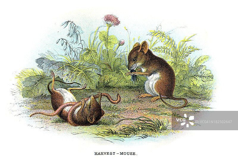 收获鼠(Micromys minutus)图片素材