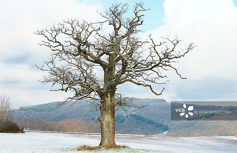 冬天里的一棵孤零零的老橡树图片素材