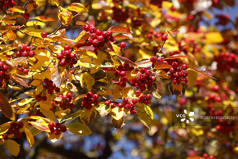 秋季有果实的欧洲rowan (Sorbus aucuparia)， rowan浆果，产自德国图片素材