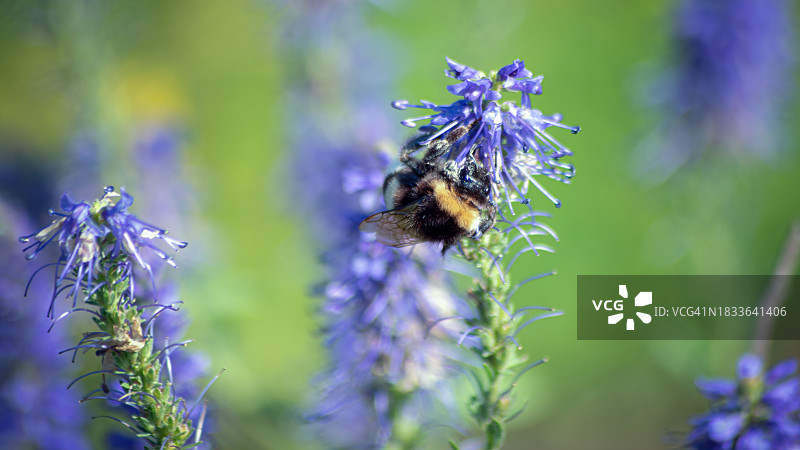 蜜蜂在紫色花朵上授粉的特写图片素材