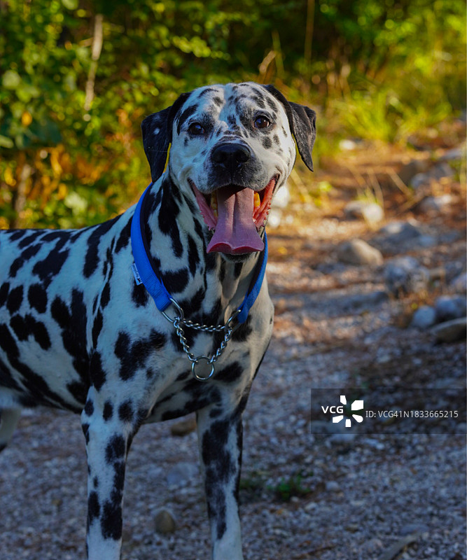 达尔马提亚纯种猎犬站在田野上的特写图片素材