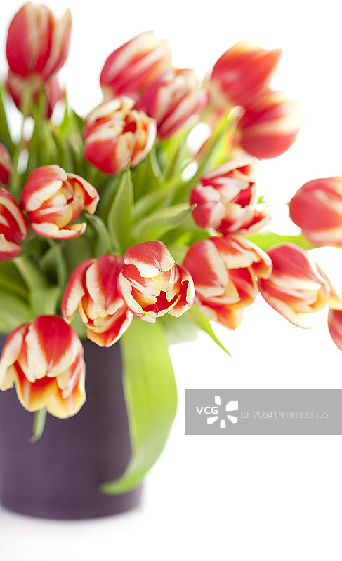 花瓶里的红色郁金香孤立在白色的背景上图片素材