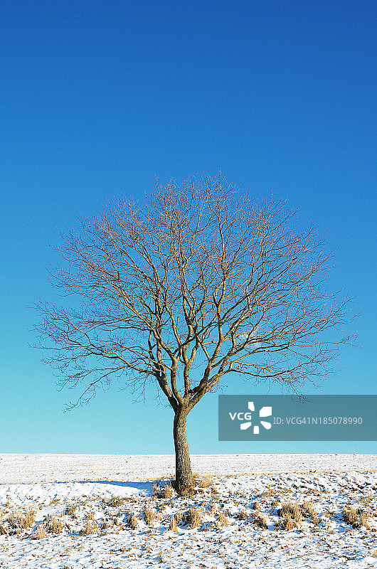 一棵光秃秃的橡树映衬着冬天的蓝天图片素材