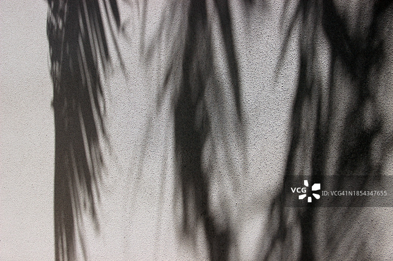 白墙上棕榈叶的影子图片素材