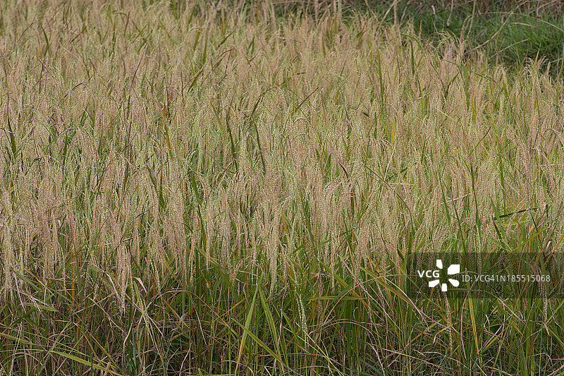 巴厘岛的稻田图片素材