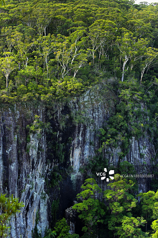 澳大利亚，大洋洲，昆士兰州，夜帽国家公园的桉树林，桉树，悬崖面，岩面，雨林图片素材