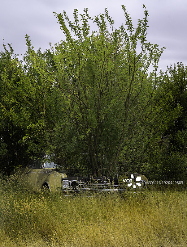 加拿大南部秋天田野里的老爷车，发动机缸体里长出一棵树图片素材