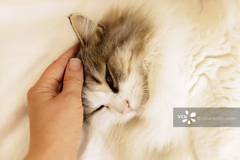 一只西伯利亚猫躺在床上的白色亚麻布上图片素材