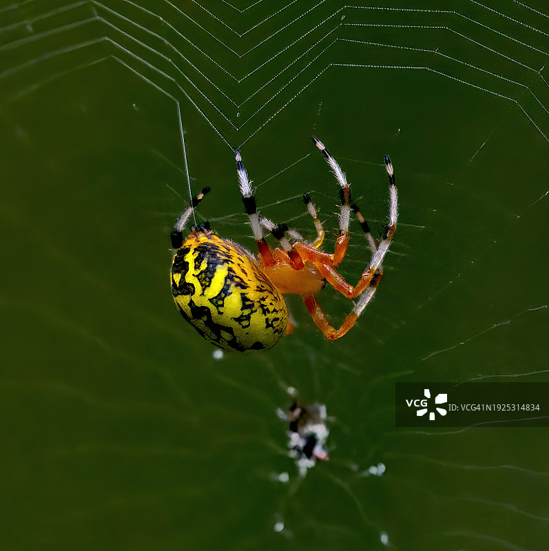 蜘蛛在网上的特写，塔尔萨，俄克拉荷马州，美国，美国图片素材
