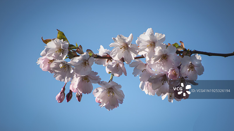 低角度的樱花对着晴朗的蓝天图片素材