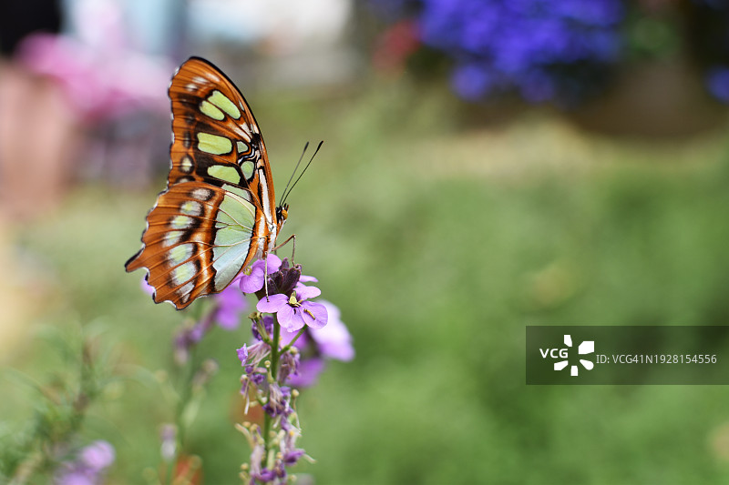 蝴蝶在紫色花朵上授粉的特写，洛杉矶，加利福尼亚，美国图片素材