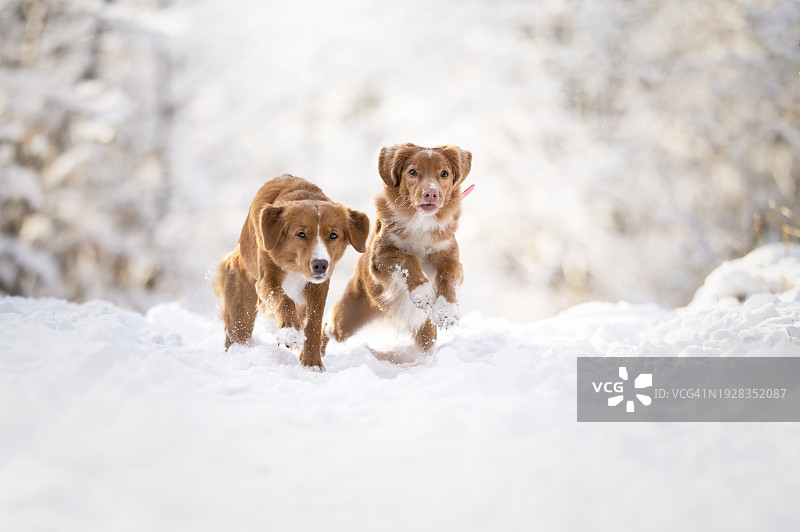 两只狗在雪地上玩耍图片素材