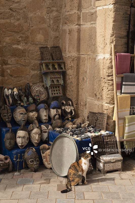 猫在索维拉，摩洛哥图片素材