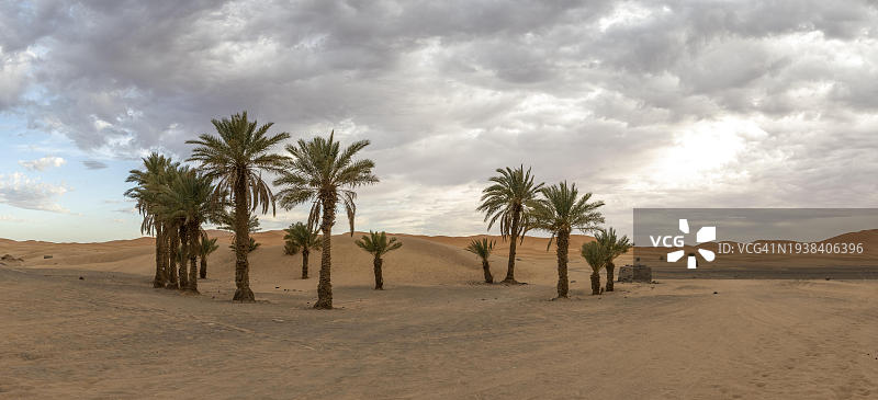 沙漠边缘的棕榈树，沙丘，Erg Chebbi，撒哈拉，Merzouga，摩洛哥，非洲图片素材