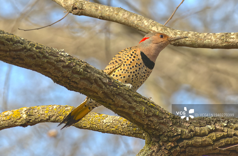 啄木鸟栖息在树枝上的低角度视图，塔尔萨，俄克拉荷马州，美国图片素材