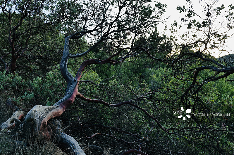 美国加州洛斯加托斯，森林中树木对着天空的低角度视图图片素材