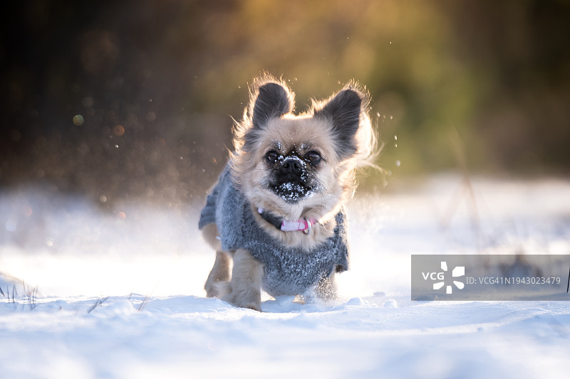 一只西藏猎犬在冬天散步时玩得很开心图片素材