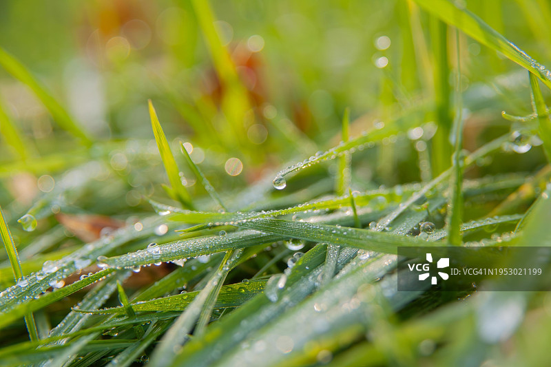 雨季湿草的特写图片素材