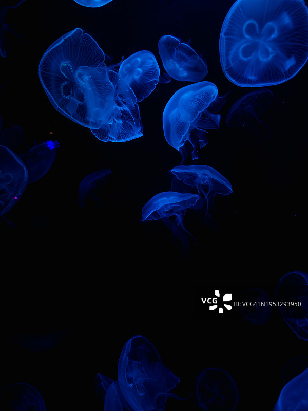 水母在水族馆里游泳的特写图片素材