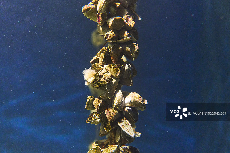在O Grove水族馆里，几个贻贝在水中排成一排，密密的排列在一起。图片素材
