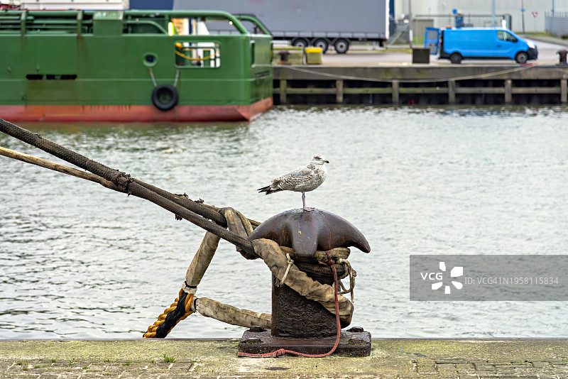 海鸥坐在一根钢柱上图片素材