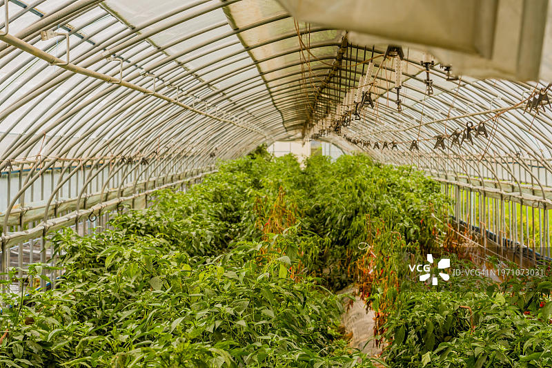 种植在温室里的红辣椒，韩国，韩国，亚洲图片素材