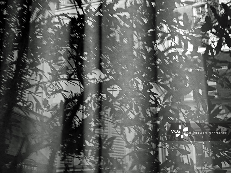 在法国巴黎，一棵树和建筑物的正面反射在窗户和波浪状的窗帘上。阳光。黑色和白色。图片素材