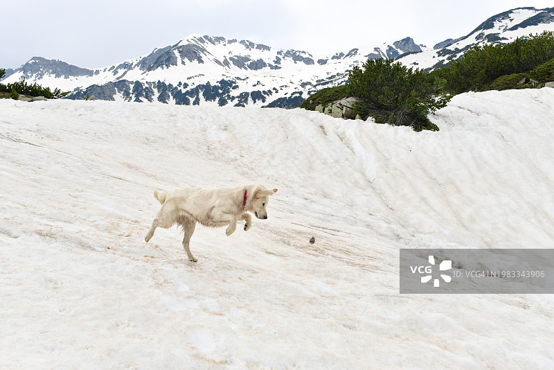 金毛猎犬在雪山上跳跃图片素材