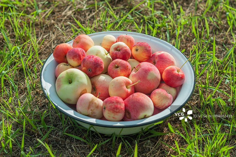 金属盘子上有草地上的果园苹果图片素材