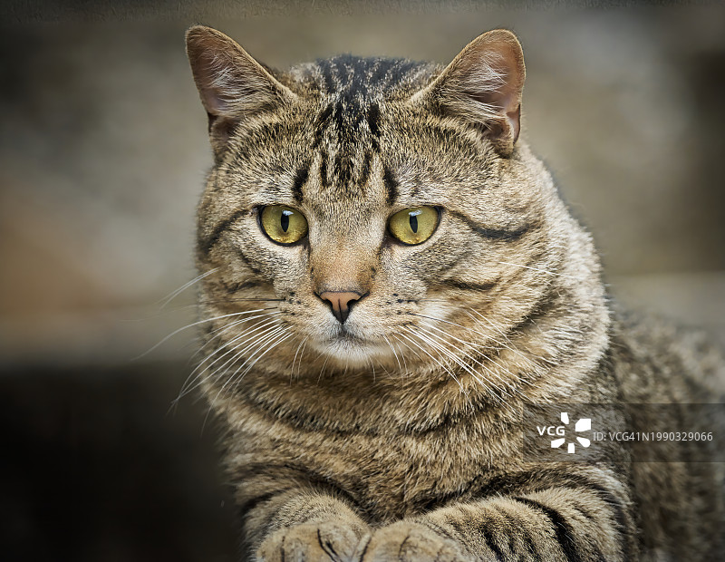 虎斑猫的特写肖像图片素材
