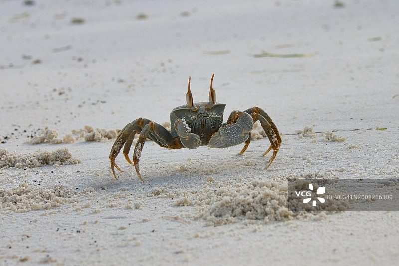 沙滩上螃蟹的特写图片素材