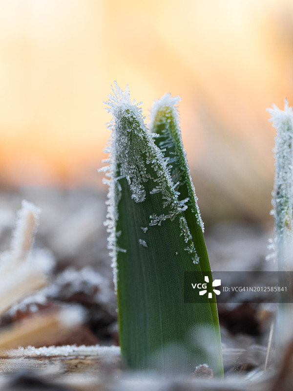 春天霜冻的鳞茎植物的新鲜绿叶特写图片素材