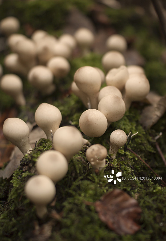 田间生长的蘑菇特写图片素材