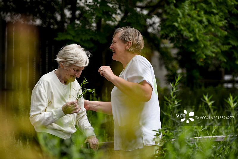 一位老年妇女和一个看护者在菜园里图片素材