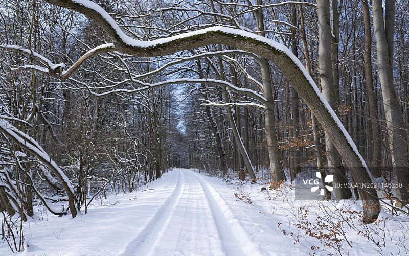 白雪覆盖的小路和森林，海尼奇国家公园，图林根，德国，欧洲图片素材