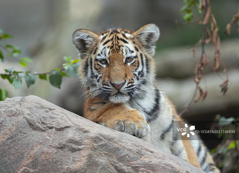 西伯利亚虎(Panthera tigris altaica)，幼年，肖像，圈养，德国，欧洲图片素材